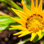 Les secrets de l’arnica : une plante anti-inflammatoire naturelle