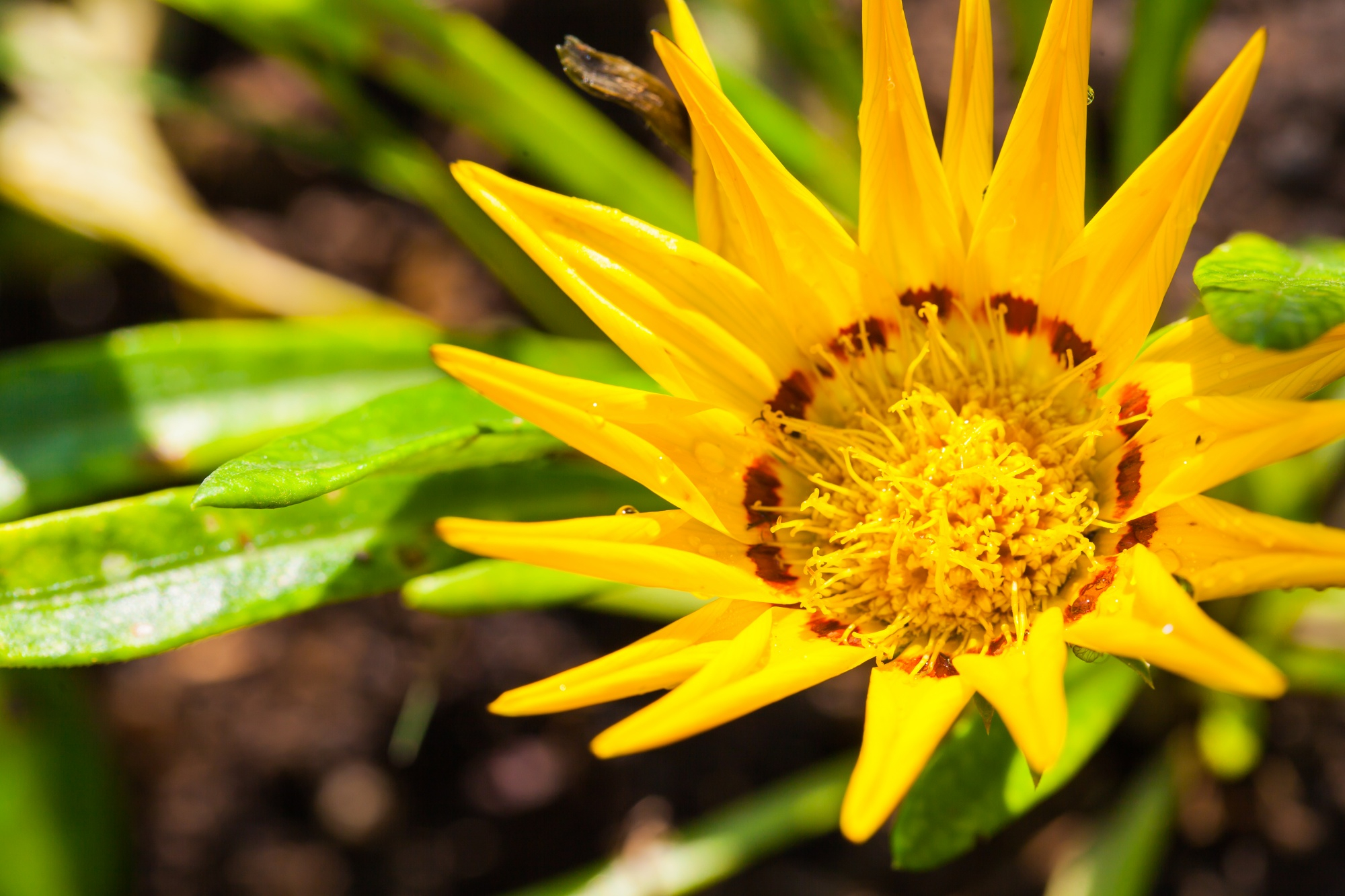 Les secrets de l’arnica : une plante anti-inflammatoire naturelle